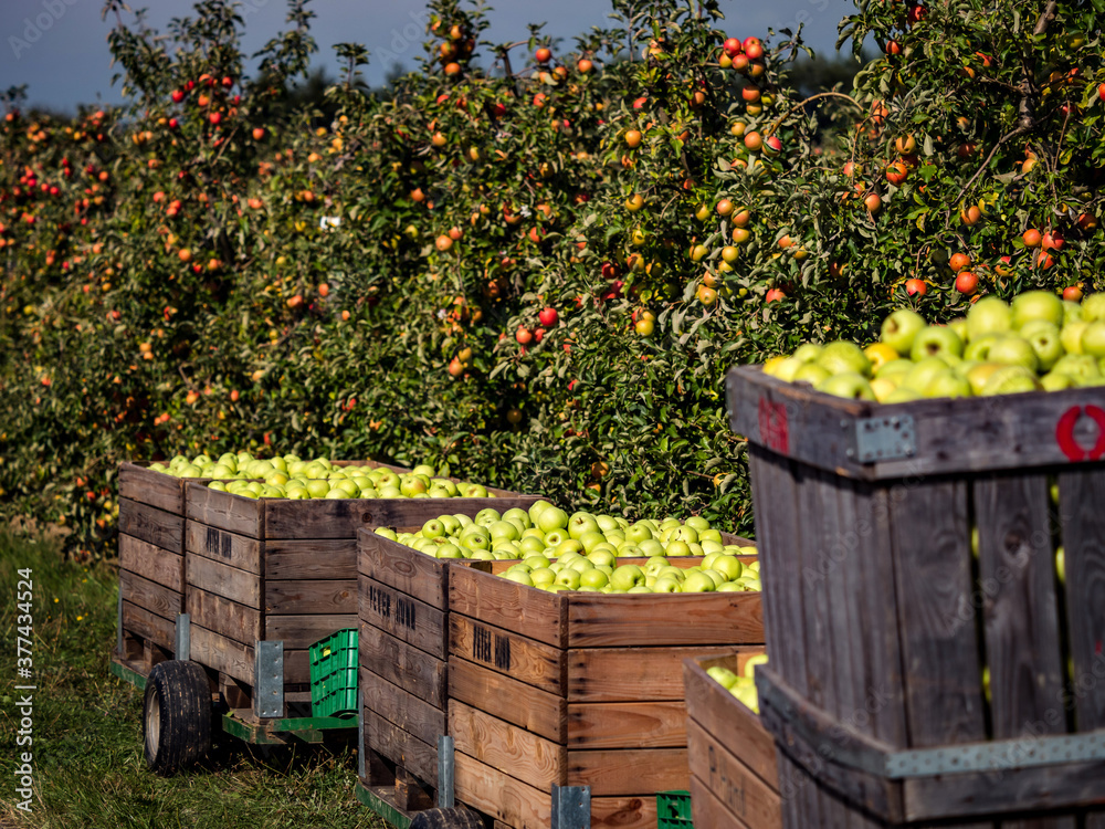 Obraz premium The apples are ripe. Apple picking season. Black Forest. Germany