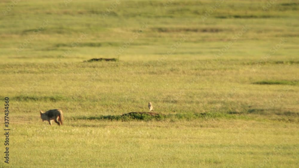 Coyote walking in grassland Coyote walking in grassland