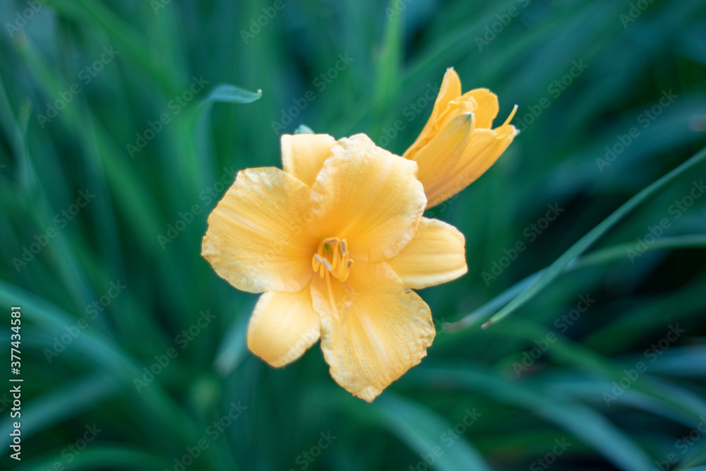 Fototapeta premium yellow daffodil flower
