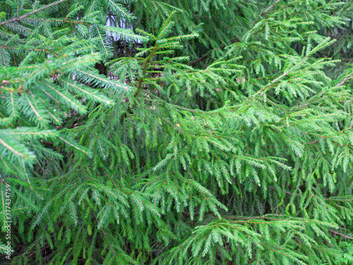 Green fir tree branches background