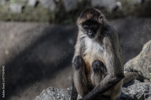 Spider monkey sitting on a rock, staying still