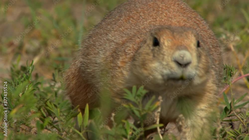 Black tailed prairie dog walking in grassland Black tailed prairie dog walking in grassland
