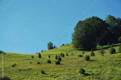 Landscape with trees