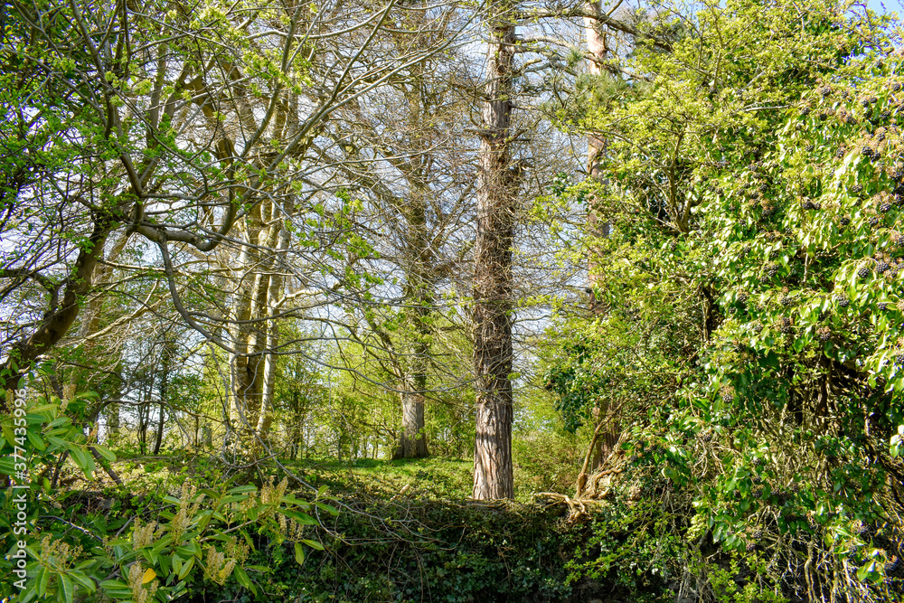 Beautiful Ancient Stream with Celtic Wall and Forest Beautiful Ancient Stream with Celtic Wall and Forest