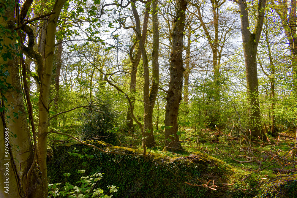 Beautiful Ancient Stream with Celtic Wall and Forest Beautiful Ancient Stream with Celtic Wall and Forest
