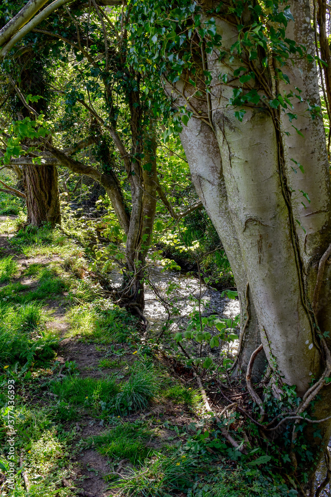 Beautiful Ancient Stream with Celtic Wall and Forest Beautiful Ancient Stream with Celtic Wall and Forest