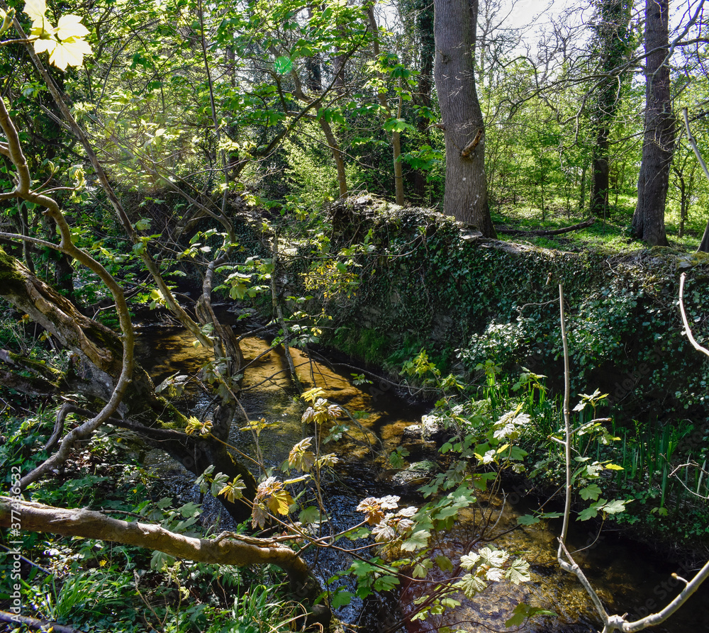 Beautiful Ancient Stream with Celtic Wall and Forest