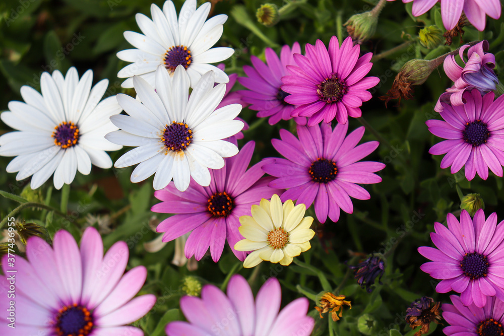 pink and white daisies
