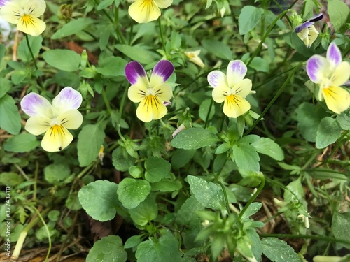 Johnny pop up yellow and purple flowers closeup 