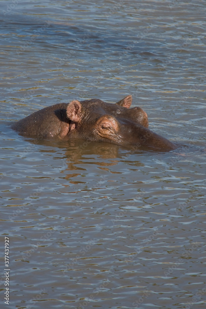 Hippopotamus with its head out of the water, Maasai mara, Kenya Hippopotamus with its head out of the water, Maasai mara, Kenya