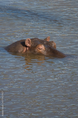 Hippopotamus with its head out of the water, Maasai mara, Kenya © A Linscott