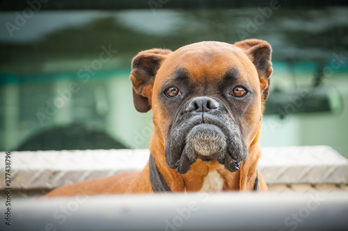 A boxer dog guarding his owners ute