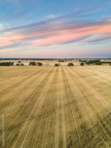 Looking off into the distance over drying farmland at sunset photo