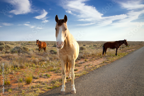 Canvas Print Wild horses wander the roadside