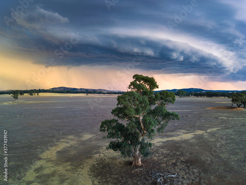 A large thundercloud builds over a single gum tree in a dry paddock