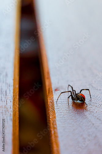 A redback spider crawling along a wooden table top photo