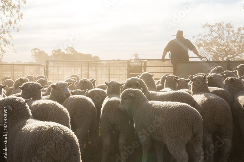 Stockman in dusty sheep yards with lambs photo