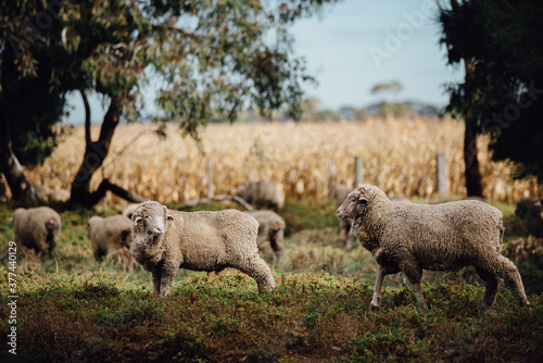 Sheep walking on a farm photo