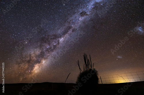 grass tree silhouetted against milky way photo