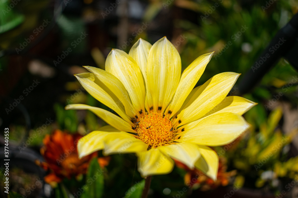 yellow flower