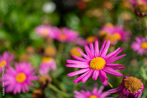 cosmos flowers