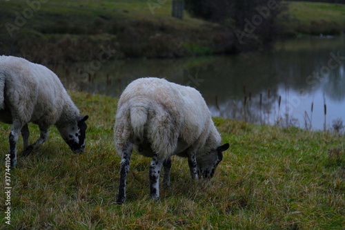 sheep and lambs