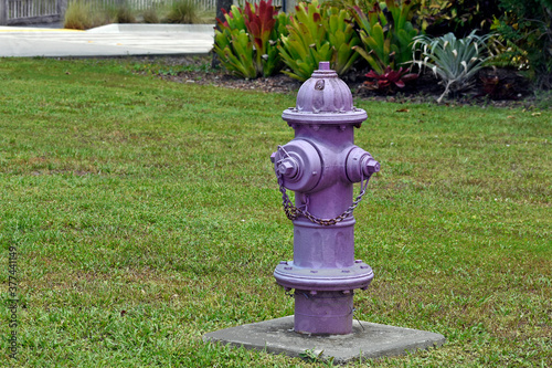 Purple Fire Hydrant