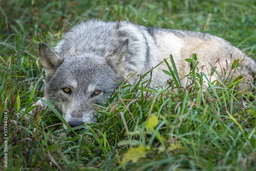 Fototapeta premium Close-Up Wolves Photos at Sunset