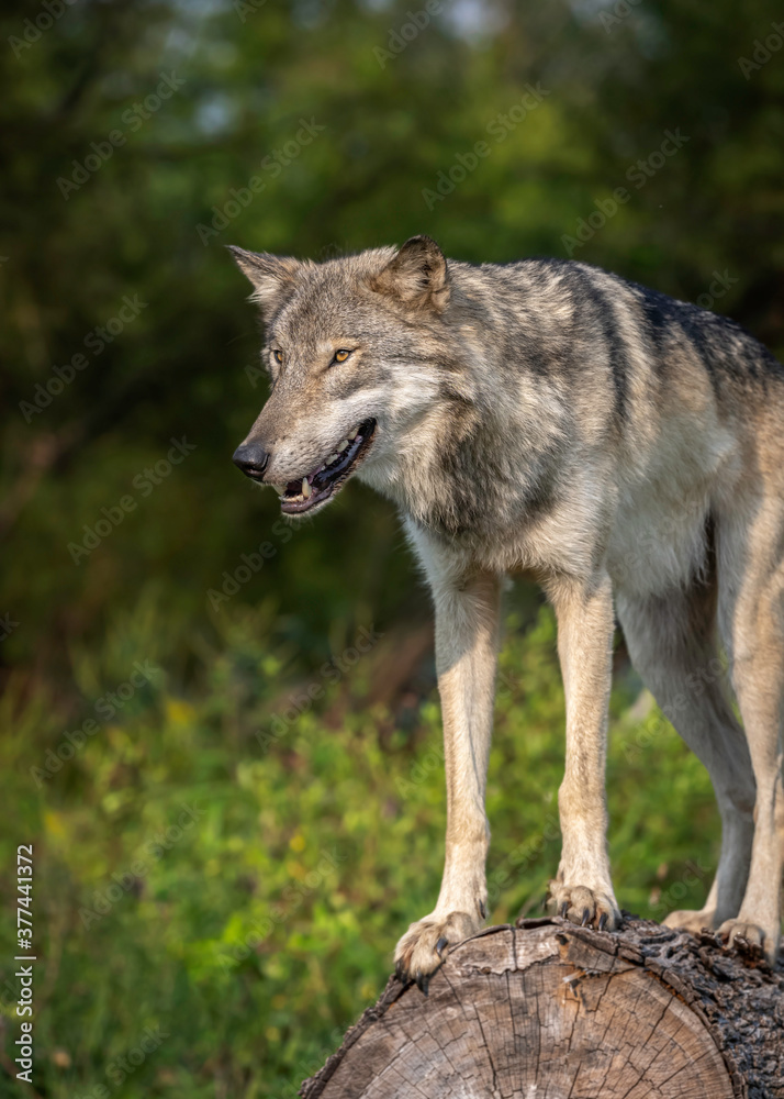 Obraz premium Close-Up Wolves Photos at Sunset