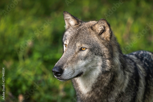 Close-Up Wolves Photos at Sunset