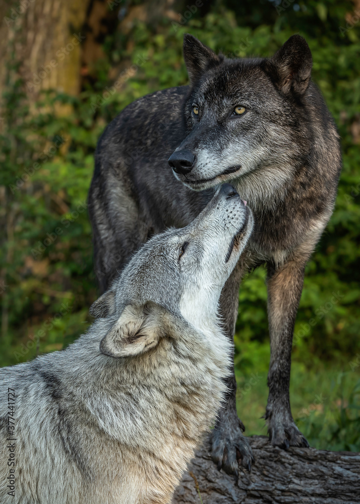 A Close-Up of Wolves at Sunset