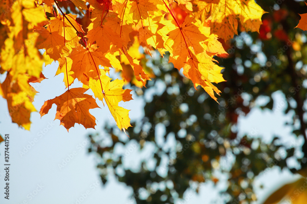 Goldener Herbst Goldener Herbst