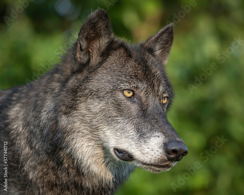 Close-Up Wolves Photos at Sunset