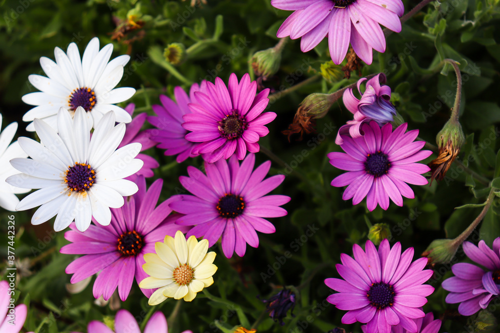 pink and white daisies pink and white daisies