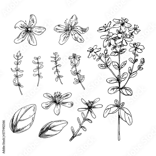 Hand drawn vector illustration of St. John's wort for cosmetics, medicine, treating, aromatherapy, package design healthcare