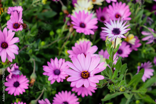 pink and white flowers