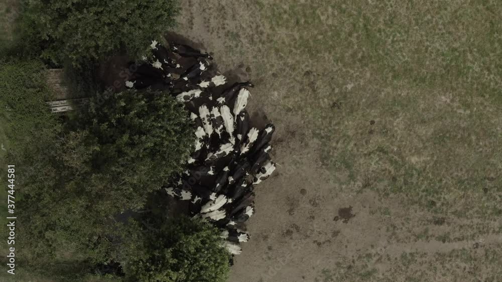 Vache 01 