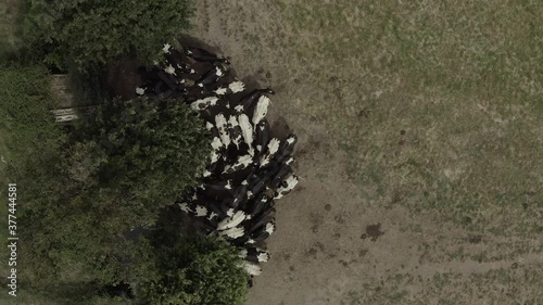 Vache 01 