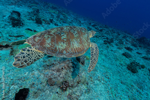 Large green turtle swims over coral reef in Micronesia