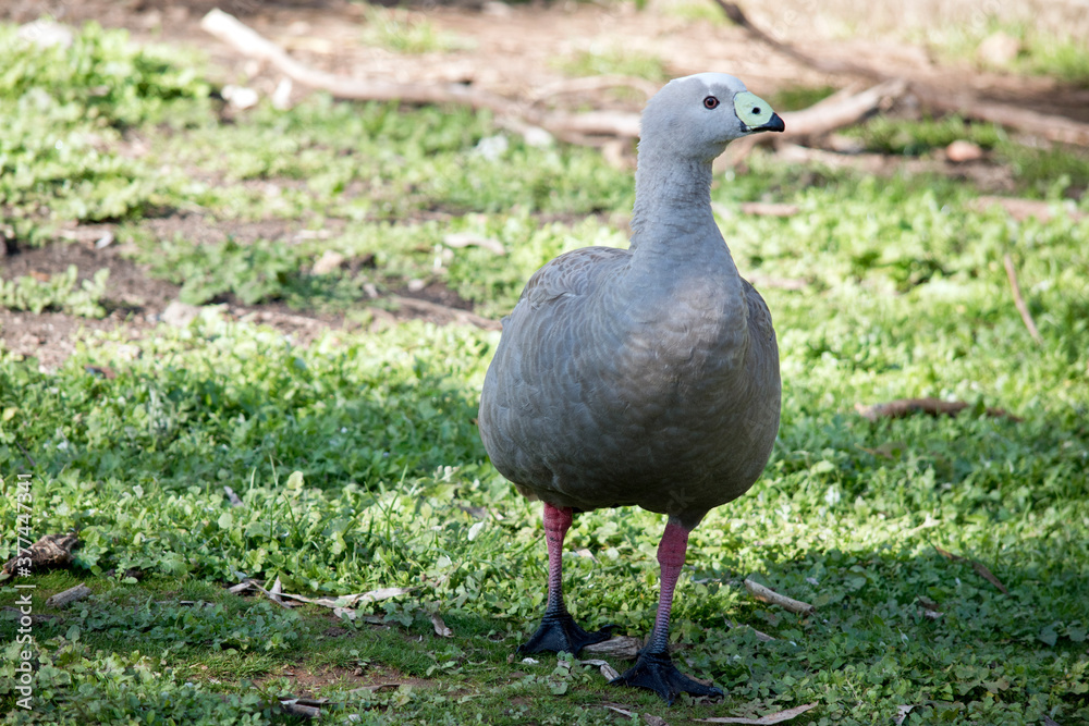 the cape barren goose is searching for food the cape barren goose is searching for food