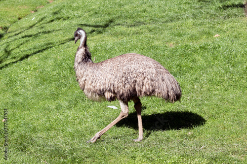 Fotografija the emu is a flightless tall bird