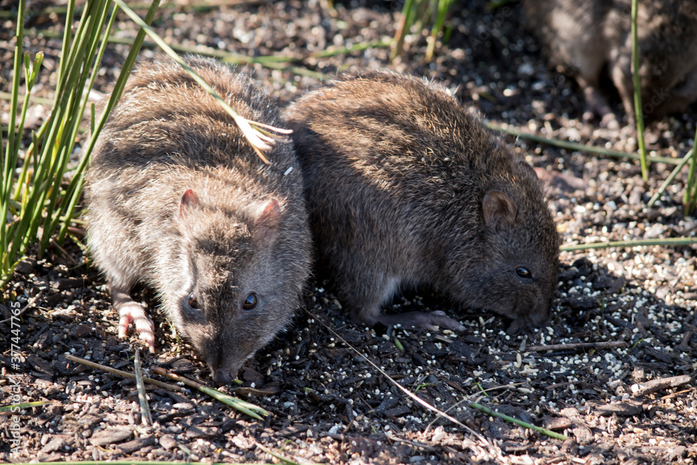 the long nosed potoroo is a small marsupial the long nosed potoroo is a small marsupial