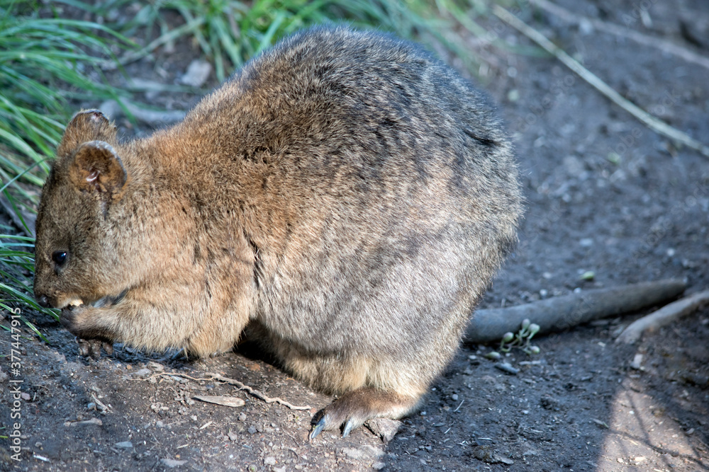 this is a side view of a quokka this is a side view of a quokka