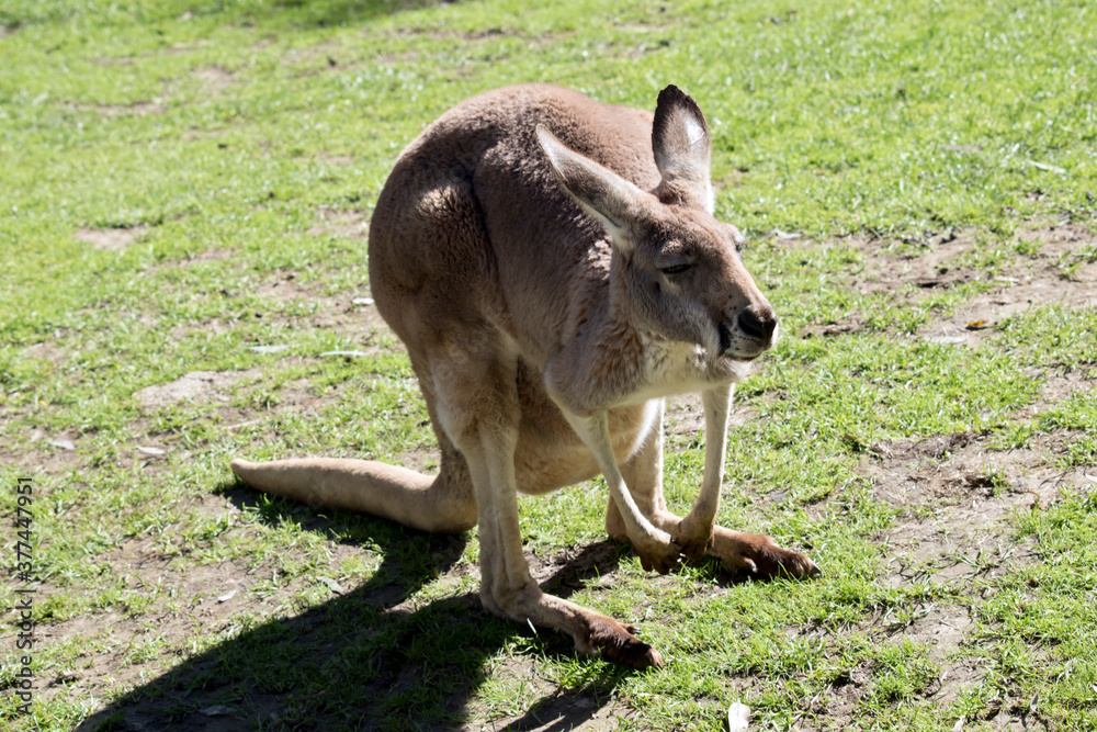 the female red kangaroo is grey the female red kangaroo is grey