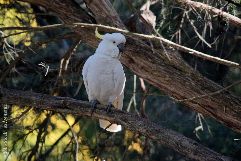 the sulphur crested cockatoo is perched on a branch the sulphur crested cockatoo is perched on a branch