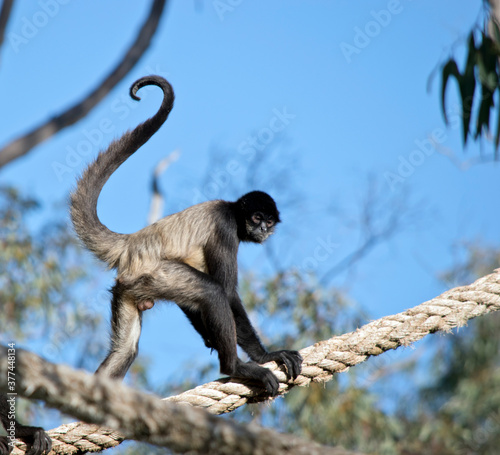 the spider monkey is climbing on a rope