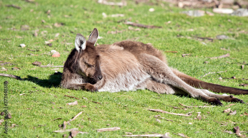 the western grey kangaroos are resting  on grass