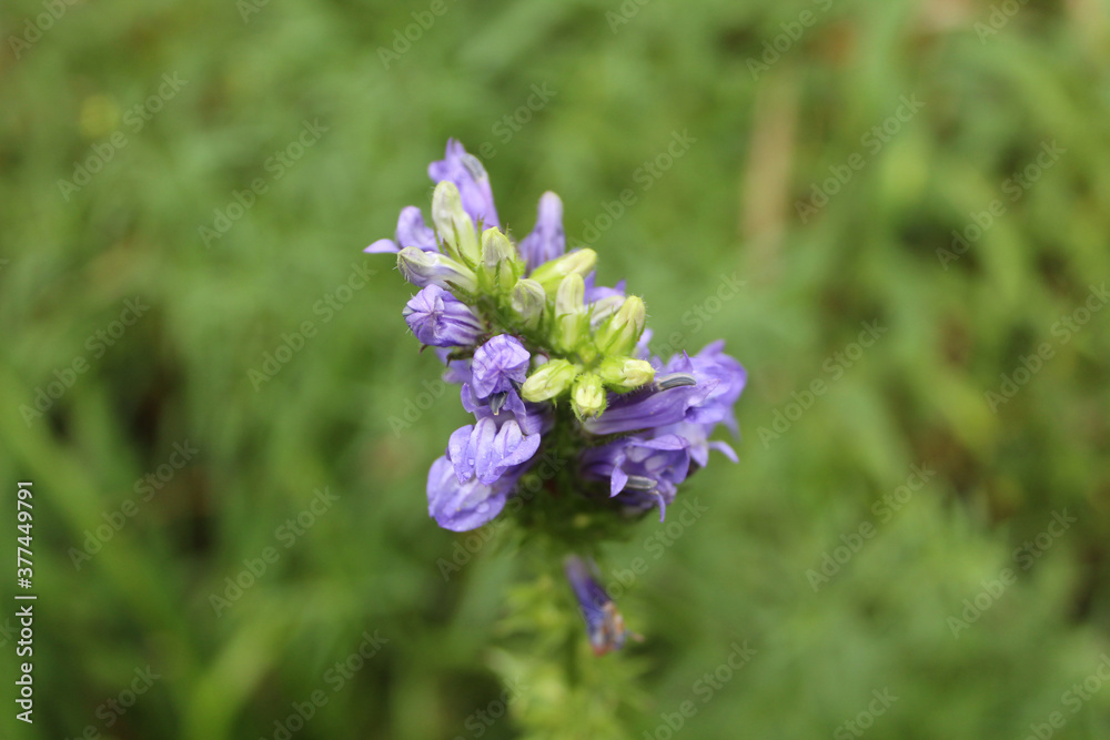 Closeup of great blue lobelia blossoms with rain drops at Somme Woods in Northbrook, Illinois