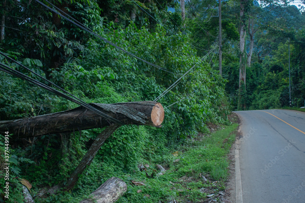Turbulent trees, trees crushing cables Turbulent trees, trees crushing cables