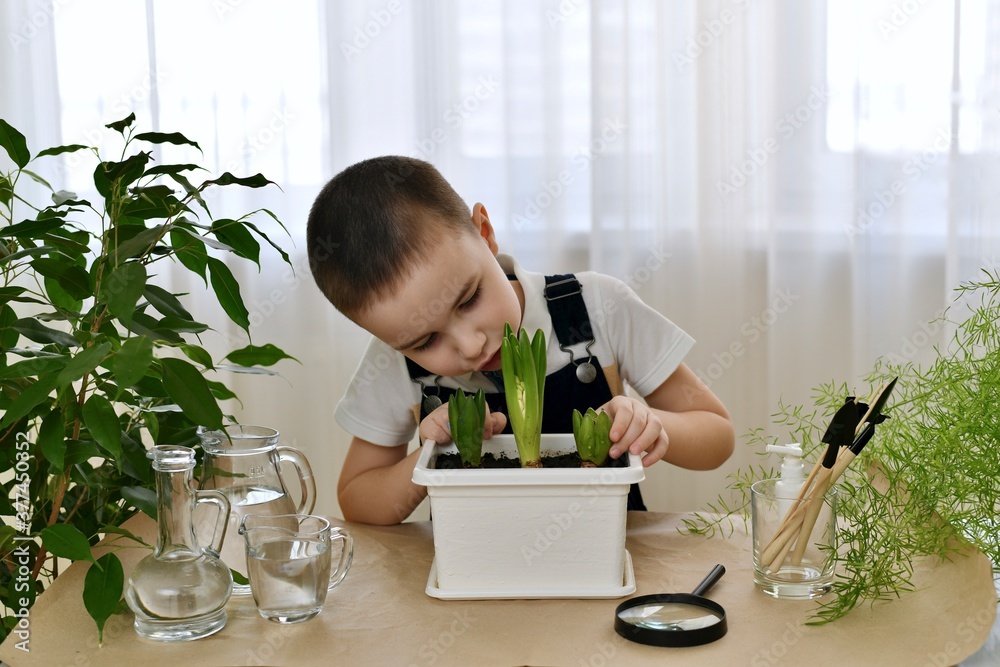 The boy observes the growth of planted hyacinth bulbs. He leaned over the flower and tries to look inside from the side. The boy observes the growth of planted hyacinth bulbs. He leaned over the flower and tries to look inside from the side.
